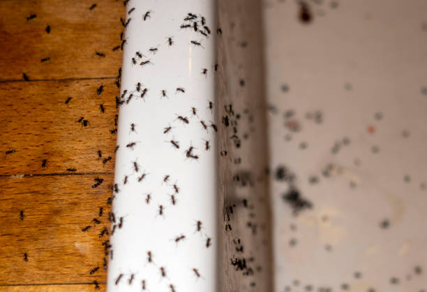 Best Wasp Removal Services  in Millersburg, PA
